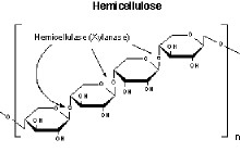 Hemiseluloz Sayfa 1 Dunya Ansiklopedik Bilgi