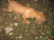 Rodoslu Ridgeback Sayfa 1 Dunya Ansiklopedik Bilgi